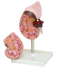 Human Kidney model