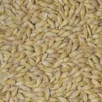 Barley Seeds