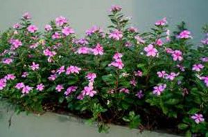 Vinca Rosea Roots and Leaves