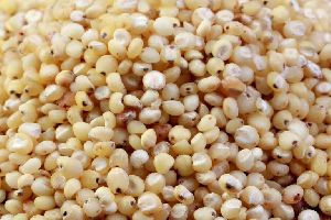 Sorghum