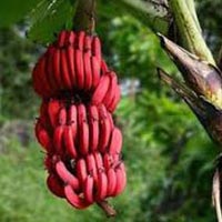 Fresh Red Banana