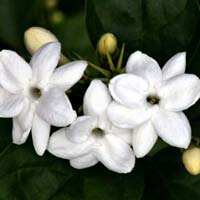 Fresh Jasmine Flower