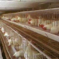 Poultry Breeder Cage