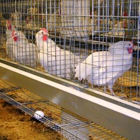 Poultry Grower Cage