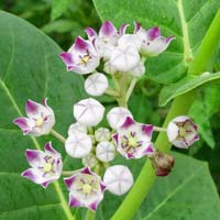 Calotropis Procera Herb