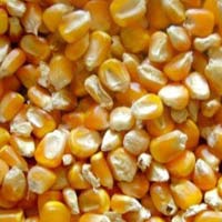 Yellow Maize (corn)