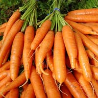 Fresh Carrot