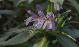 Hygrophila Auriculata