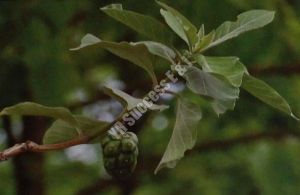 Morinda Pubescens