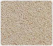 Sorghum