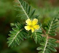 Tribulus Terrestris Extract  - Sports Nutrition