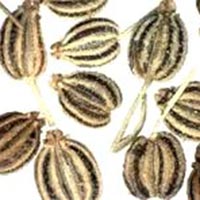 Carom Seeds