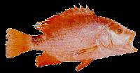 Red Snapper