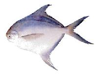 Silver Pomfret