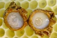 Royal Jelly