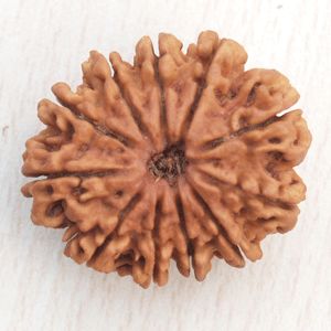 Eleven mukhi rudraksha