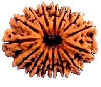 Fifteen mukhi rudraksha