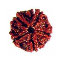 Fivemukhi Rudraksha