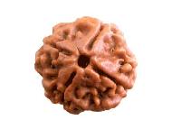 Four MukhiRudraksha