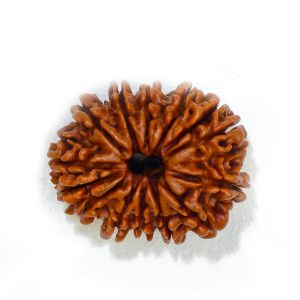 fourteen mukhi rudraksha