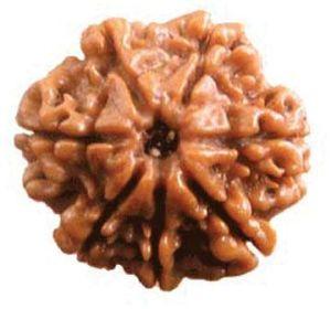 Seven mukhi Rudraksha