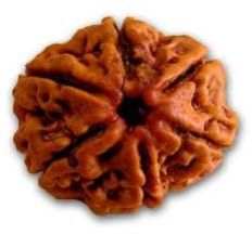 Six mukhi Rudraksha