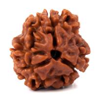 Three Mukhi Rudraksha