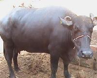 Murrah Buffaloes