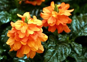 Fresh Crossandra Flowers