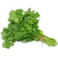 green coriander