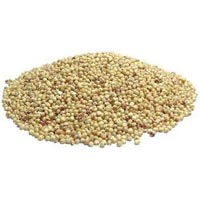 White Sorghum