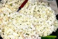 Madurai Jasmine Flower