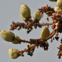 Boswellia Serrata