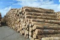 Timber Logs