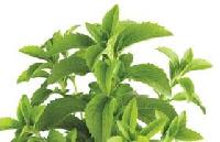 Stevia Plant