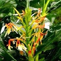 Ginger Lily Oil