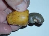 Raw Cashew