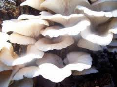 Dried Oyster Mushroom