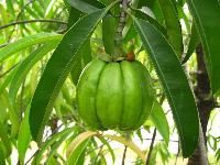 Garcinia Cambogia Extract Ca/k (water Soluble)