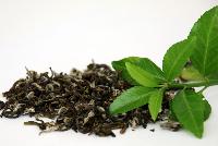 Green Tea Extract