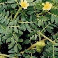 Tribulus (protodioscin 20%,40%)