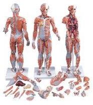 Human Anatomical Models