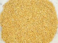 foxtail millet