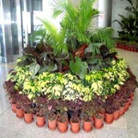 Indoor Plants Maintenance Services