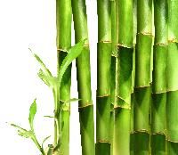 Bamboo