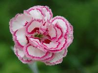 Carnation Flowers