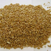 Durum Wheat Seeds