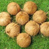 Fully Husked Coconuts