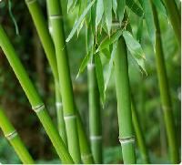 Bamboo Plants