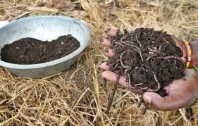 vermicompost